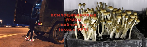кокс Арсеньев